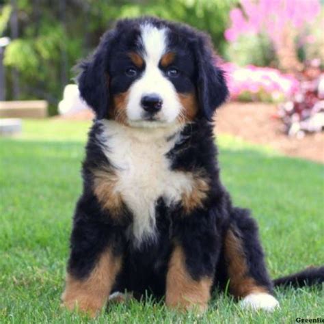 Bernese Mountain Dog Puppies For Sale Greenfield Puppies