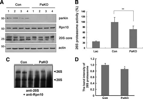 Parkin Directly Modulates 26s Proteasome Activity Journal Of Neuroscience