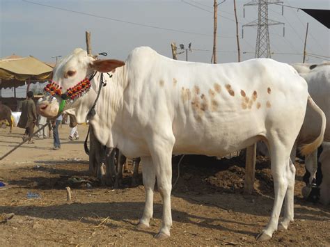 Cow Of Southern Punjab Bahawalpur Pakistan Yusuf Ahmed Flickr