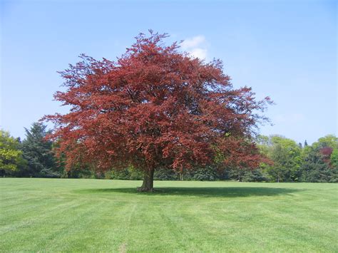 Copper Beech Tree Mojackson Flickr