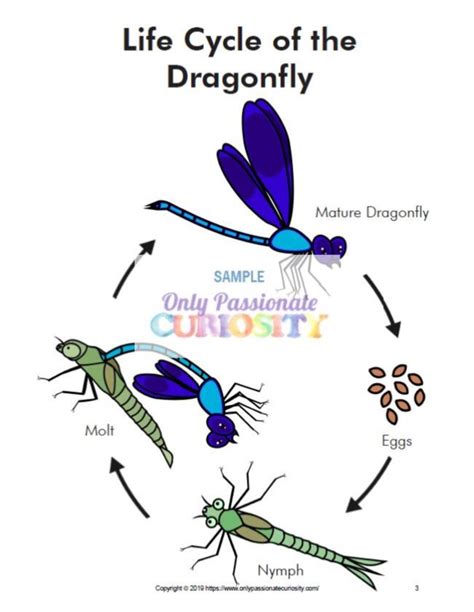 All About Dragonflies Life Cycle Unit Study Life Cycles Dragonfly Life Cycle Study Unit