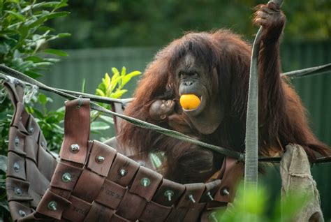 Endangered Bornean Orangutan Born At Chester Zoo Viraltab