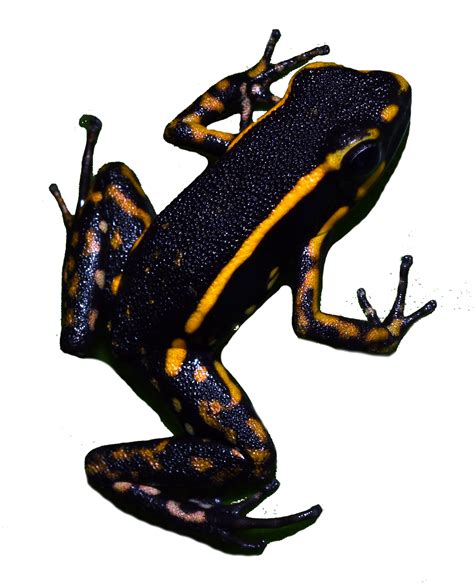 Frogs Clipart Poison Dart Frog Frogs Poison Dart Frog Transparent Free