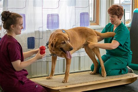 How To Become A Physical Therapist For Animals Elevatorunion6