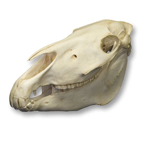 Replica Przewalskis Horse Skull For Sale Skulls Unlimited