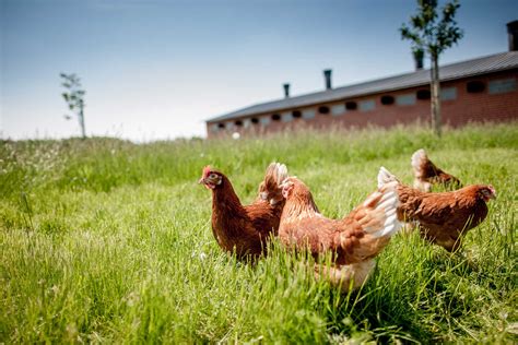 Farm Animal Welfare In The Industrial System Foodprint