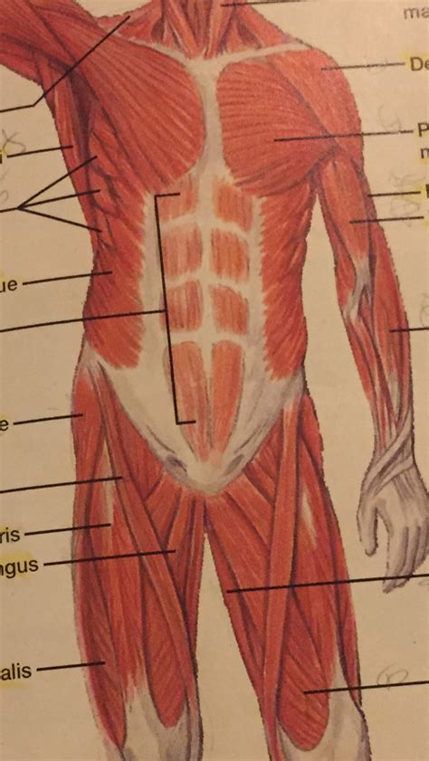 Anterior Muscles Upper Body Diagram Quizlet