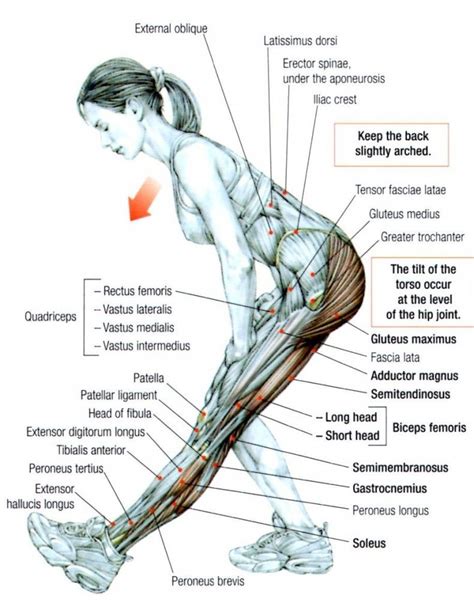 Find free pictures, photos, diagrams, images and information related photo name: Top 5 hamstring stretch to prevent injury during workouts ...