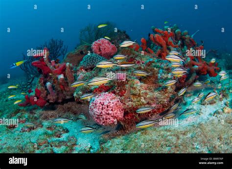 Coral Reef In Palm Beach Florida With An Assortment Of Marine
