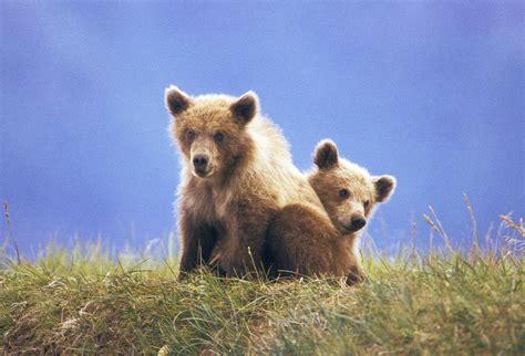 Grizzly Bears Cubs