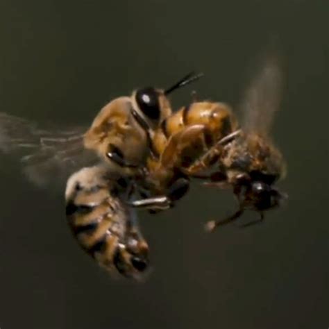 Queen Honey Bee Mating