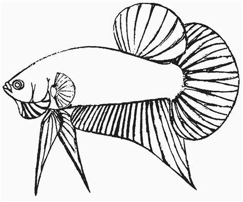 Gambar 7 Gambar Jenis Ternak Ikan Cupang Kang Suhe Blog Mewarnai Di Rebanas Rebanas