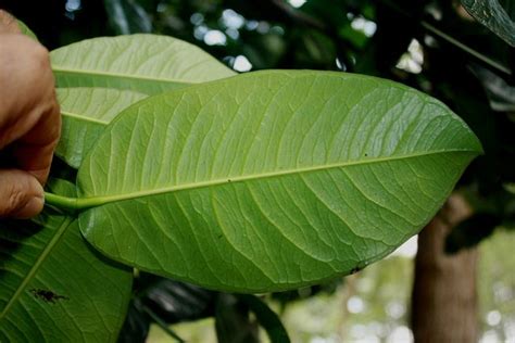 Some of the side effects of aloe vera include; Garcinia prainiana King | Garcinia, Garcinia cambogia ...