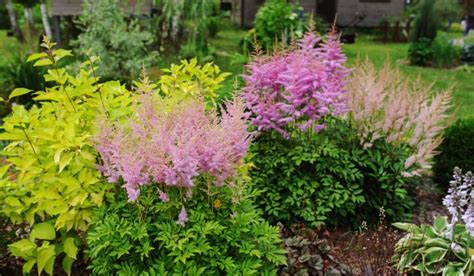Astilbe Planting Tips When To Plant Astilbe In Your Garden