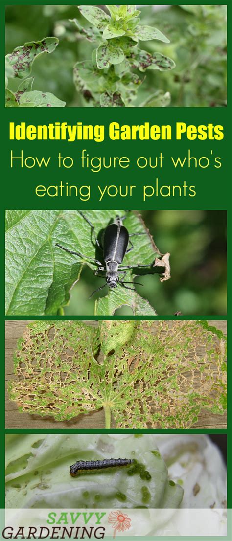 How To Identify Garden Insects Bug Identification Guide Learn How To