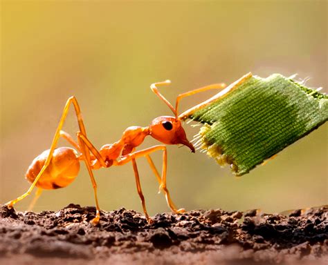 Cara Mengusir Semut Dengan Bedak Bayi Homecare24