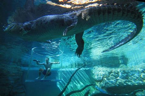 Cage Of Death Diving With Crocodiles In Australia