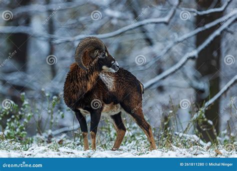 Male European Mouflon Ovis Aries Musimon Looking Behind Him Stock Photo