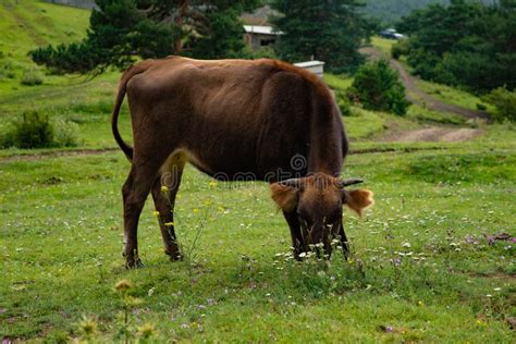 Cow Graze In The Mountains On A Green Alpine Meadow Pasture Stock