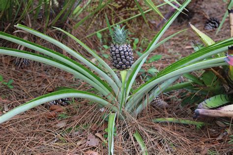 Do Pineapples Grow On Trees Birds And Blooms
