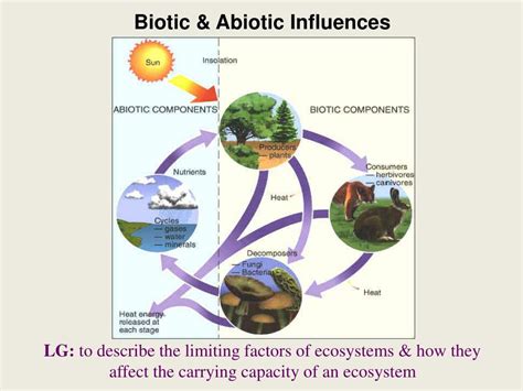 Ppt Biotic And Abiotic Influences Powerpoint Presentation Free