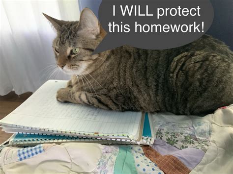 The Cats Helping With My Homework Cats Funny Cat Memes Cat Memes