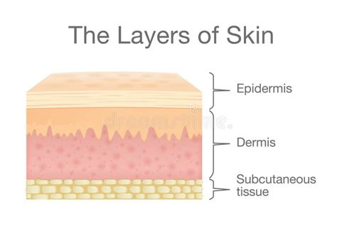 Components Of Human Skin Layer In Vector Style Stock Vector
