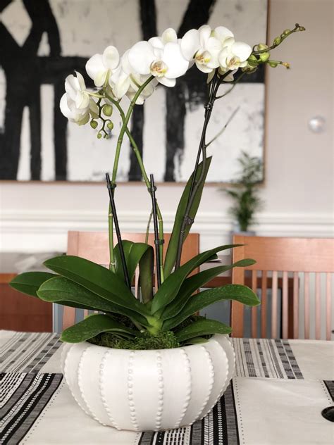 How To Make A Beautiful Orchid Arrangement For Any Occasion Orquídeas Arranjos De Flores