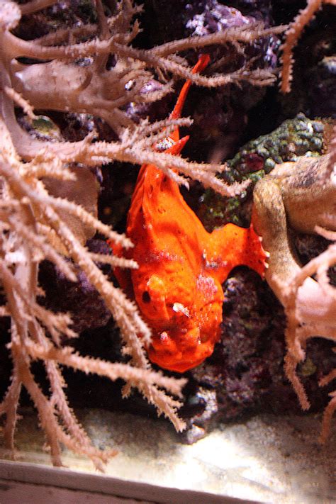Horniman Museum Aquarium Orange Two Legged Fish By Aegiandyad On Deviantart