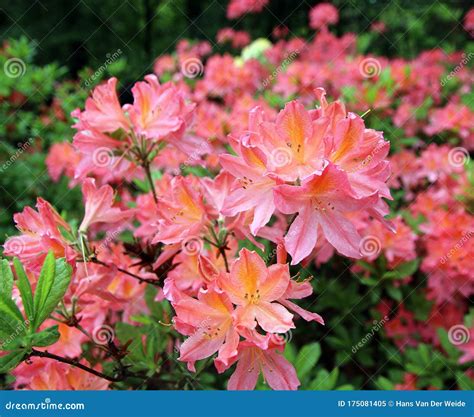Pink Azalea Bush In Full Bloom Stock Image Image Of Nature Shot