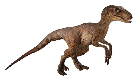 Image Jurassic Park Velociraptor By Camo Flauge Dcewck1png