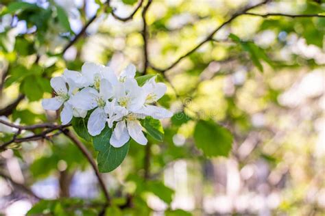 Blossom Apple Tree White Flowers Of Fruit Tree Spring Orchard In