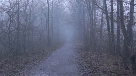 Creepy Forest Path Fog Free Horror Stock Footage Youtube