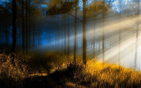 Nature Landscape Dark Forest Sun Rays Mist Morning Trees Sunlight Monochrome Rare