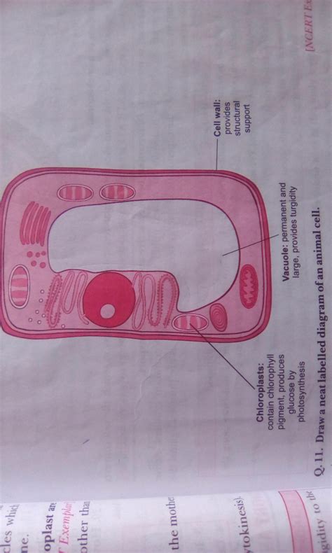A comparison of plant and animal cells using labelled diagrams and descriptive explanations. Draw a neat diagram of animal cell and label any three ...