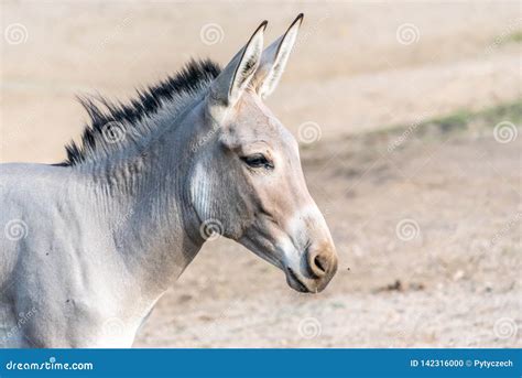 Portrait Of Grey Donkey Domestic Mammal Of Farmlands Stock Photo