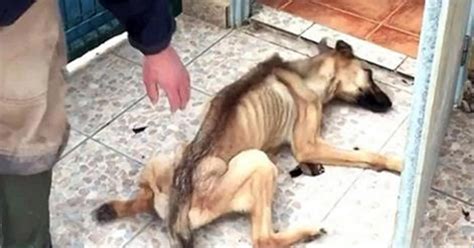 For 10 Months These Animal Abusers Starved Their Victim But They Never