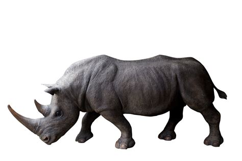 Rhinoceros Pictures Clashing Pride