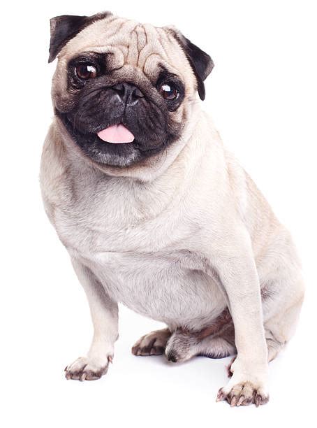 Royalty Free Pug Pictures Images And Stock Photos Istock