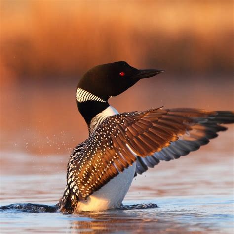 Loon Wallpapers 57 Background Pictures