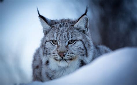 Lynx Wild Cat Face Snow Winter Wallpaper Animals