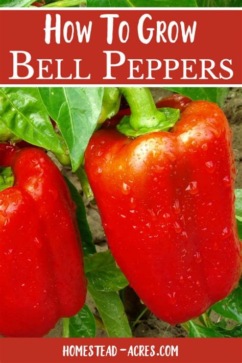 How To Grow Bell Peppers Plant Grow And Harvest Homestead Acres