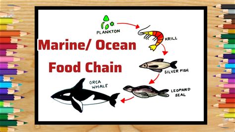 Ocean Food Chain Drawingmarine Food Chain Drawingsea Food Chain