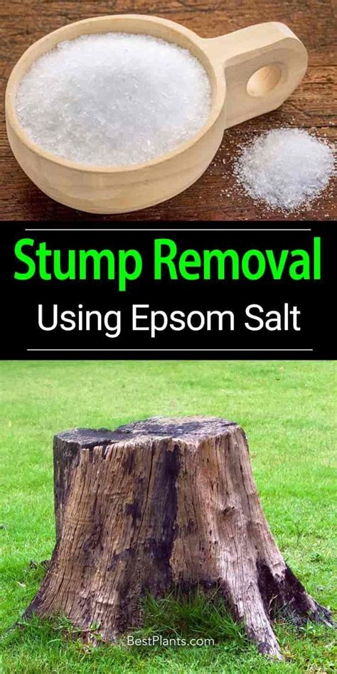 How To Kill Tree Stumps With Salt
