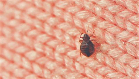 Does Bleach Kill Bed Bugs Detailed Bugs Guide Beezzly