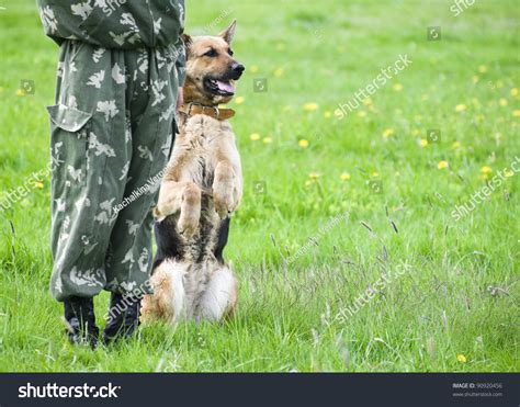 Military Dog Training German Shepherd Stock Photo 90920456