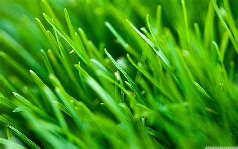 Green Grass Background 1640909