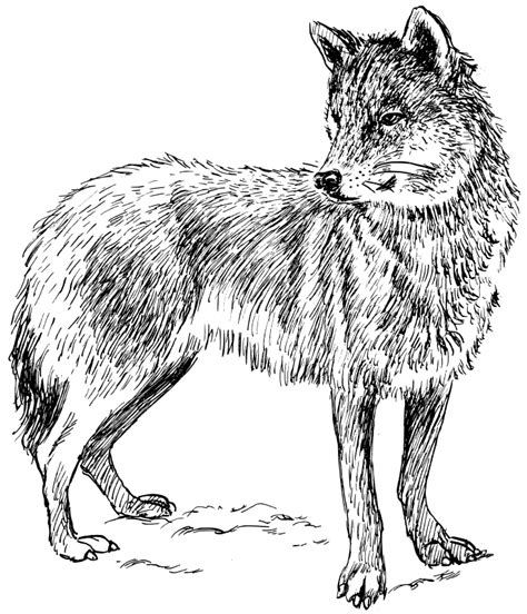 Wolf Coloring Pages 2 | Coloring Pages To Print