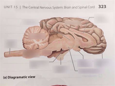 Sheep Brain Midsagittal View Diagram Quizlet