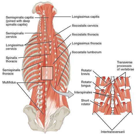 Lumbar Strain Physiopedia